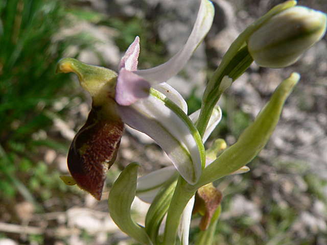 Orchidea di Claudio